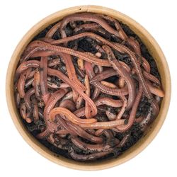 130g-Dendrobena-oben.jpg 130g-Dendrobena-oben.jpg