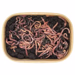 200g-Dendrobena-oben.jpg