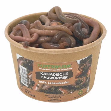 10 Stück Kanadische Tauwürmer | 100% kompostierbare Köderdose