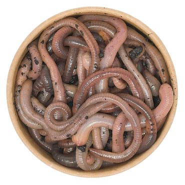 24 Stück Kanadische Tauwürmer | 100% kompostierbare Köderdose