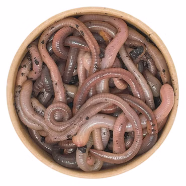 24 Stück Kanadische Tauwürmer | 100% kompostierbare Köderdose