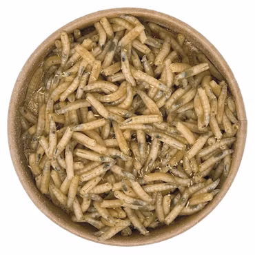 100ml Maden | 100% kompostierbare Köderdose