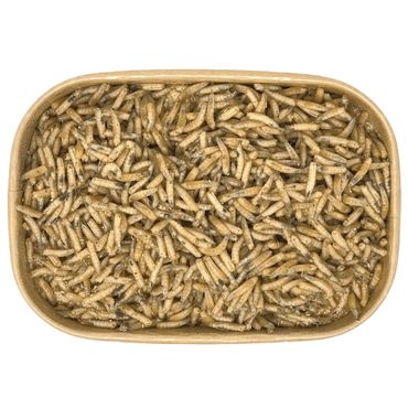 500ml Maden | 100% kompostierbare Köderdose