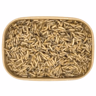 500ml Maden | 100% kompostierbare Köderdose