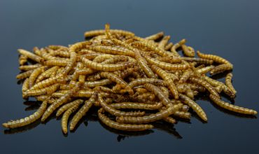 5 Kg getrocknete Mehlwürmer - Insekten getrocknet - Futter Snack für Hühner, Küken, Hamster, Fische, Wildvögel, Igel, Wachtel - Ideales Igelfutter, Vogelfutter