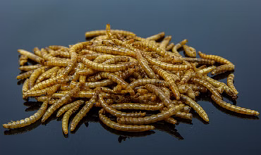 10 Kg getrocknete Mehlwürmer - Insekten getrocknet - Futter Snack für Hühner, Küken, Hamster, Fische, Wildvögel, Igel, Wachtel - Ideales Igelfutter, Vogelfutter