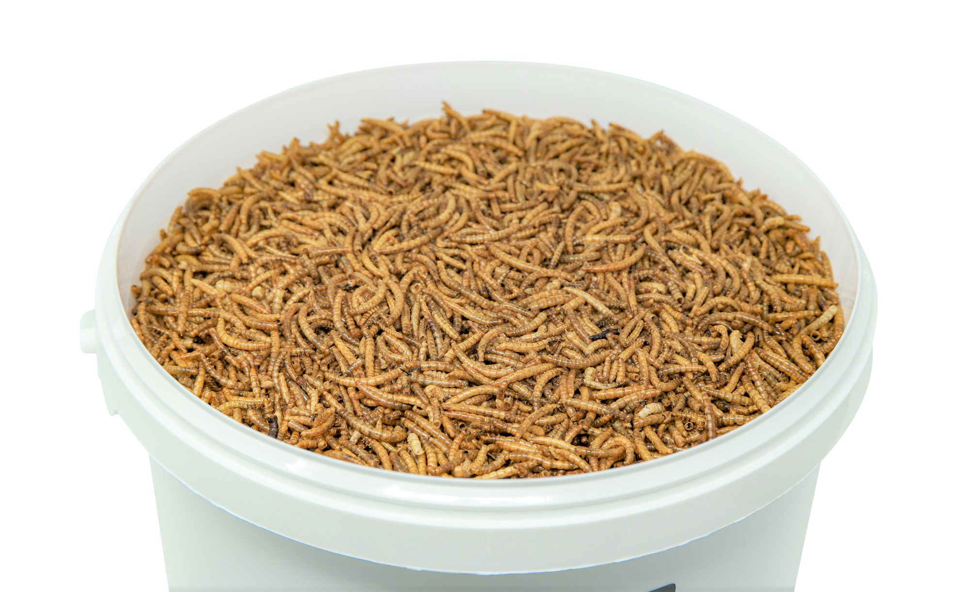 10-Liter-getrocknete-Mehlwuermer-im-Eimer-Nahaufnahme.jpg