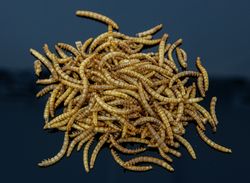 SAM-1311.jpg SAM-1311.jpg