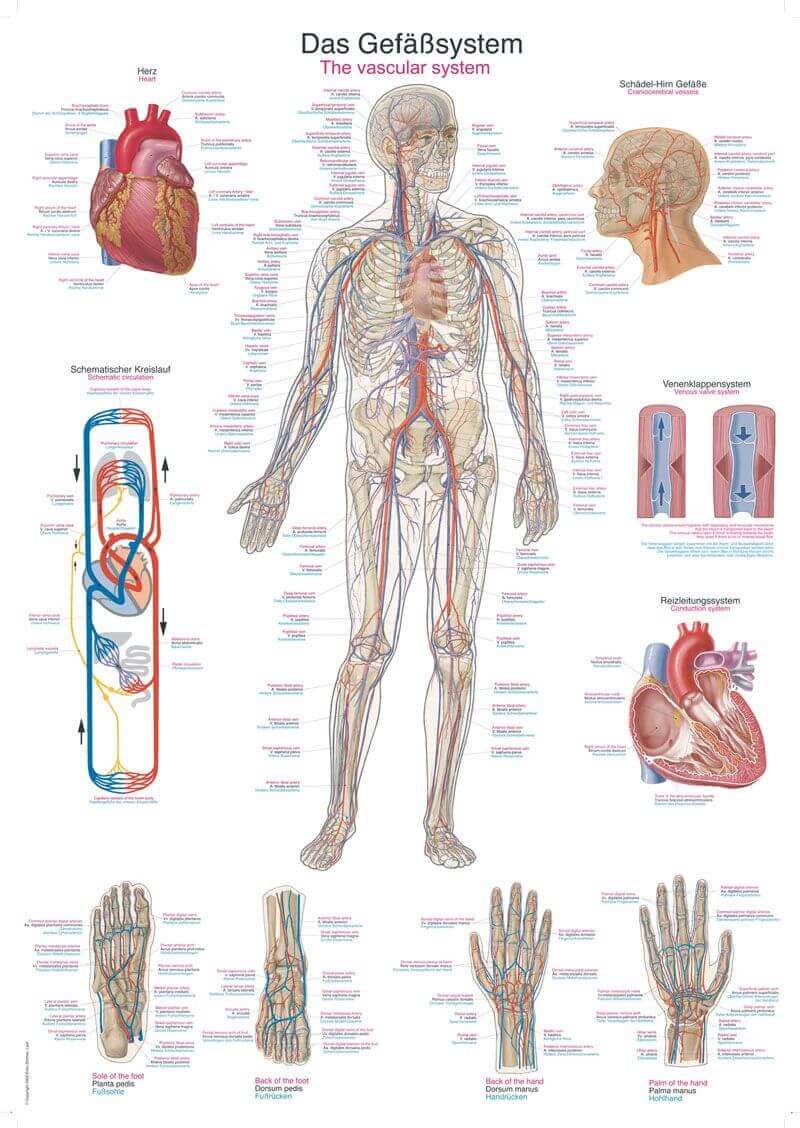 Anatomische Lehrtafeln Gefäßsystem Eine anatomische Lehrtafel zu dem Gefäßsystem aus dem Sortiment von SANISMART