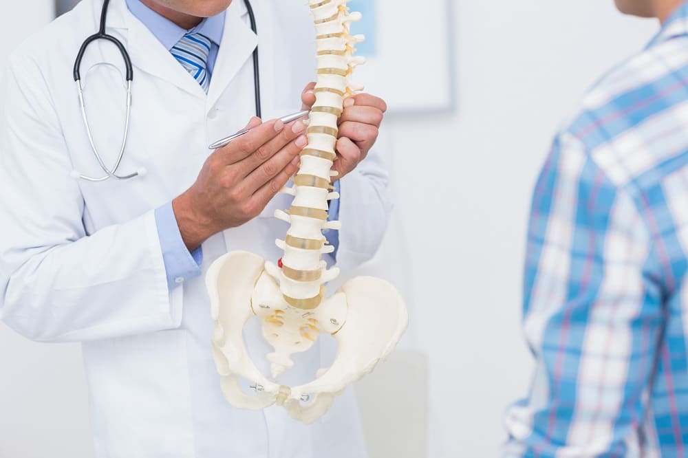 Anatomisches Modell der Wirbelsäule Arzt nutzt anatomische Modell der Wirbelsäule zur Patientenaufklärung