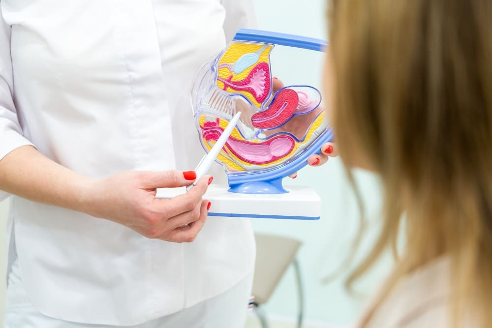 Beckenmodell in der Gynäkologie Eine Ärztin erklärt die weibliche Anatomie anhand eines Beckenmodells