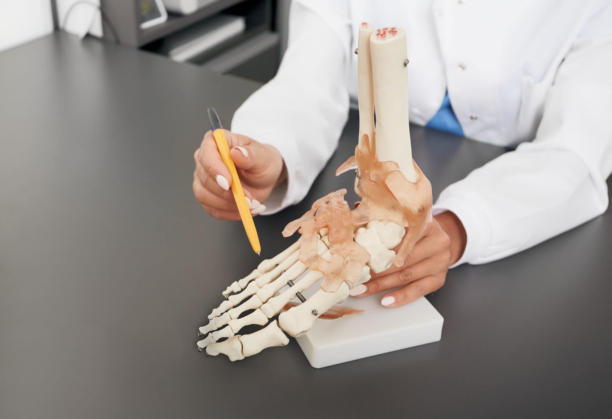 Fuß-Skelettmodell Ärztin zeigt die Anatomie an einem Skelettmodell eines Fußes