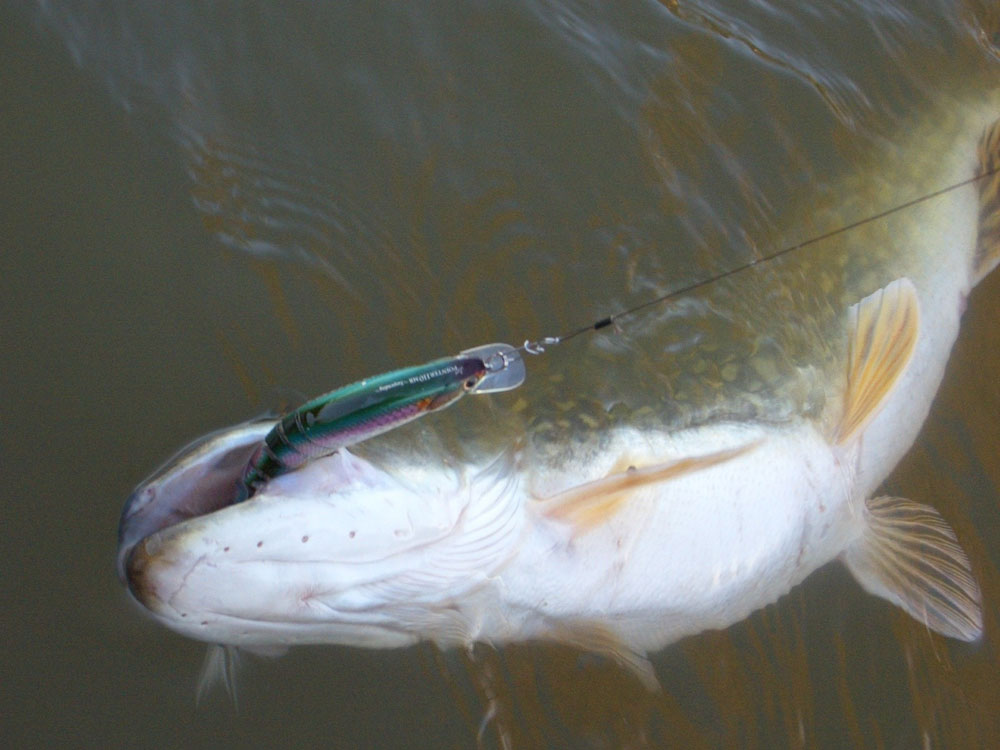 Welche Reviere teilen sich Zander & Hecht | Angeln-Shop.de