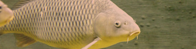 Karpfen und Friedfisch