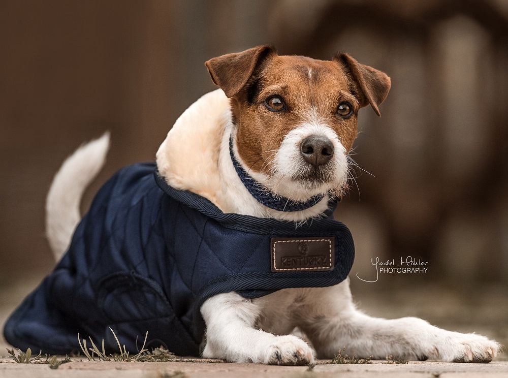 Kentucky Dogwear Qualität, Komfort & Stil für Deinen Hund Horse Shop