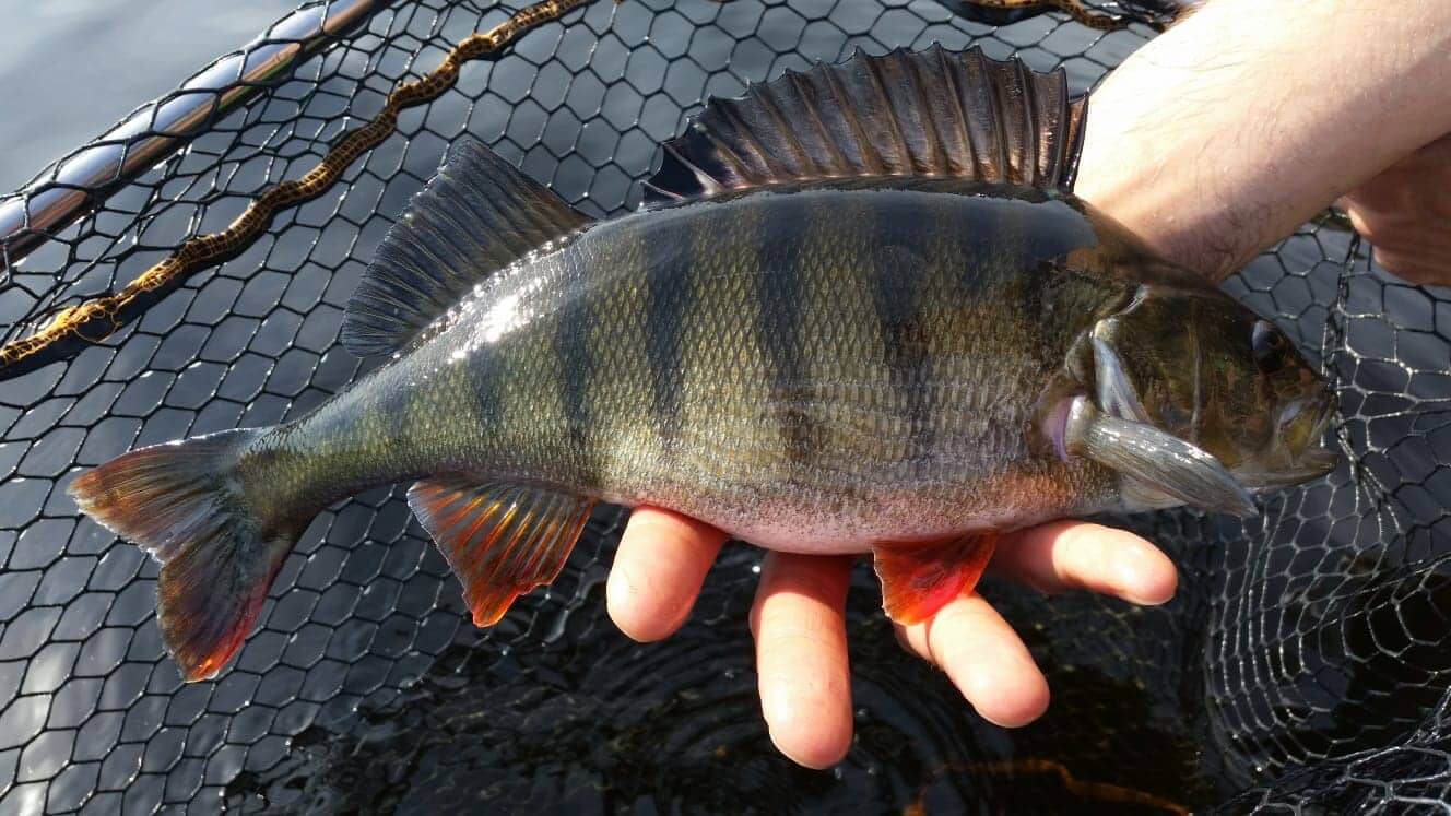     Carbon Spincombo 198 cm / 3 - 15 gr
