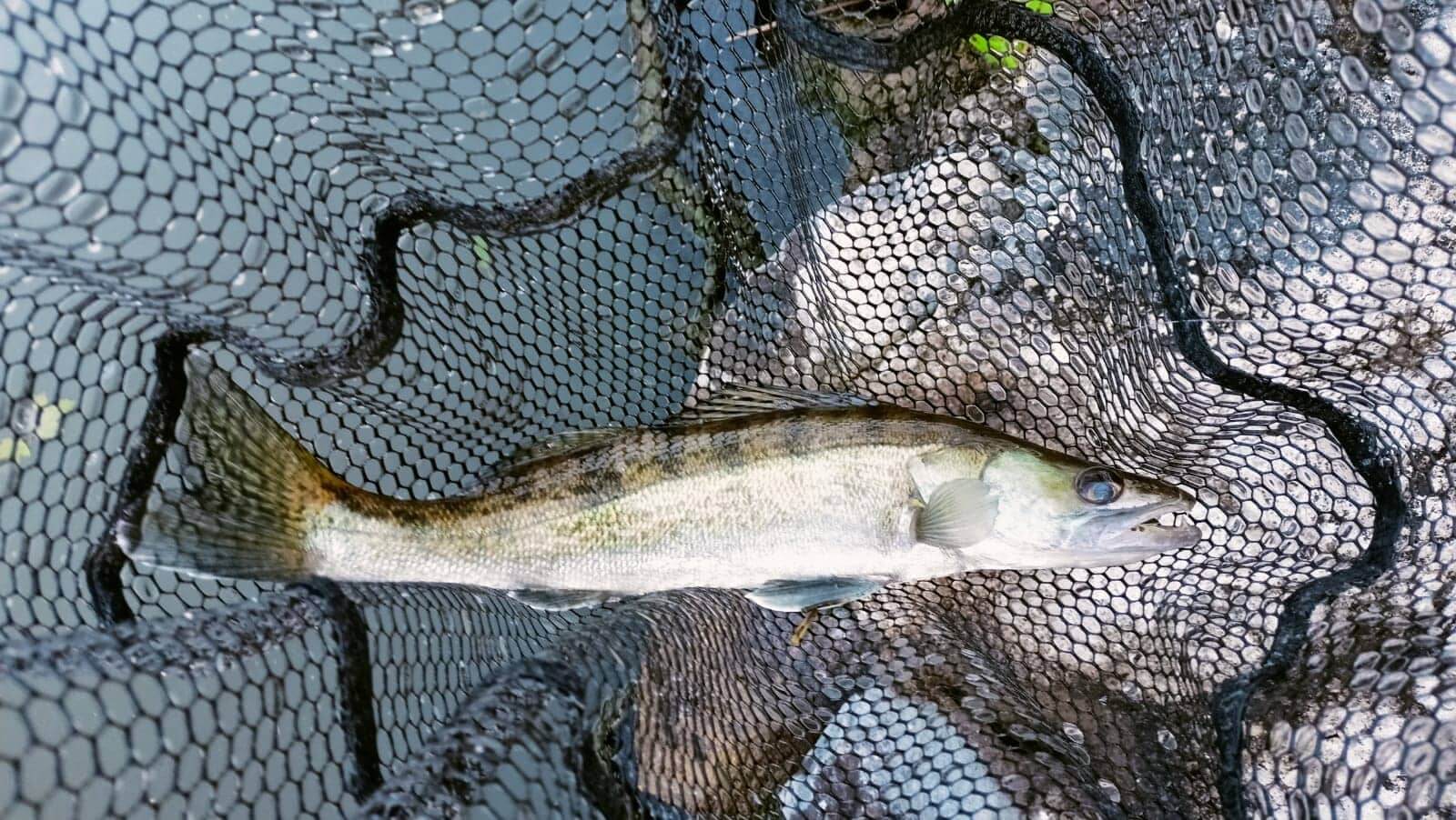     Carbon Spincombo 198 cm / 3 - 15 gr