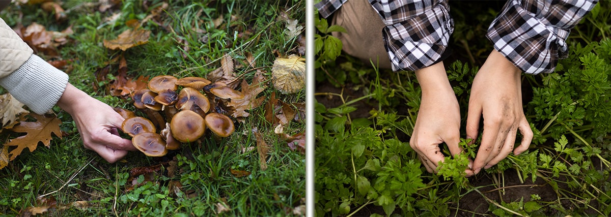 Survival-Nahrung: Tipps zum Sammeln von essbaren Pflanzen und Pilzen