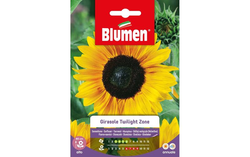 Blumen Saatgut Sonnenblume Twilight Zone