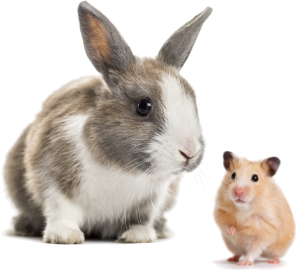 Hase und Hamster