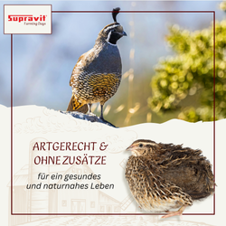 wachtelfutter.png wachtelfutter.png