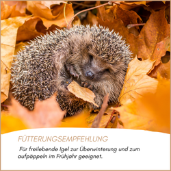 04-emotionales-bild-mit-qualitaet--2-.png 04-emotionales-bild-mit-qualitaet--2-.png