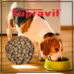 lamm-reis-01.jpg lamm-reis-01.jpg