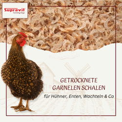 getrocknete-garnelen-01.png getrocknete-garnelen-01.png