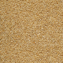 japanhirse-quadr.png japanhirse-quadr.png