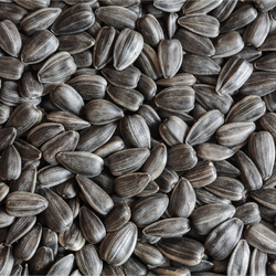 sonnenblumenkerne-schwarz-quadr.png sonnenblumenkerne-schwarz-quadr.png