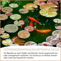 04-fuetterung-2.png 04-fuetterung-2.png