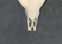 Deko Geweih FineBuy Büffel Schädel Aluminium Hörner 55,5 cm Wanddekoration – Ansicht 5