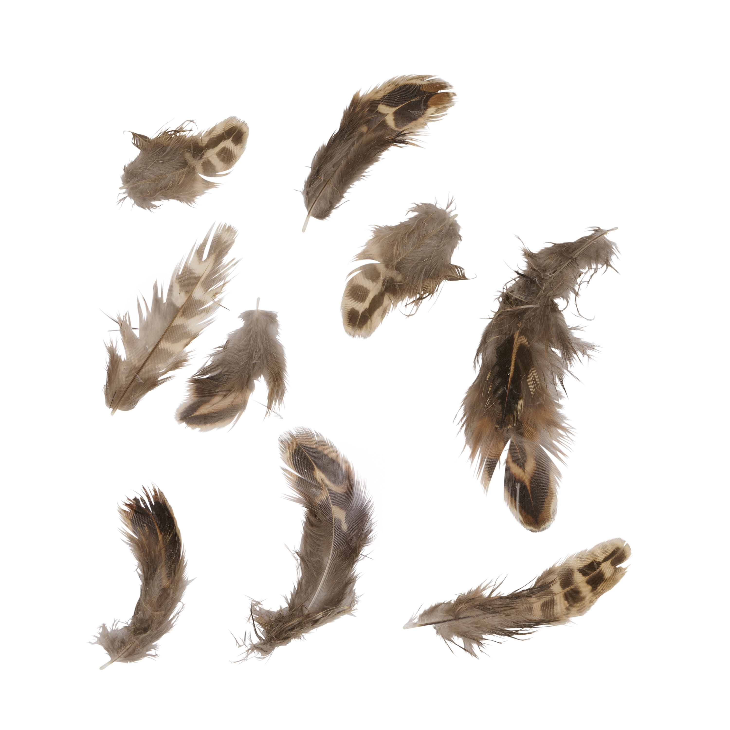 Image of Osterdeko Federn 5 g