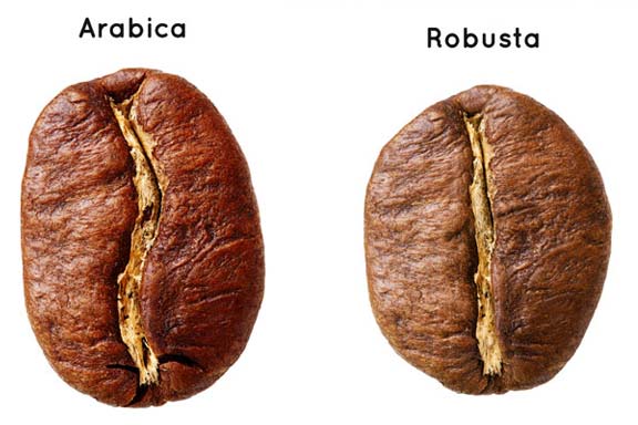 Der Unterschied zwischen Arabica und Robusta