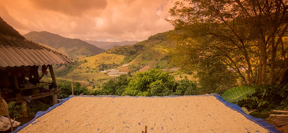 Kaffeesorten und Kaffeearten Kaffee Finca bei der Kaffee zum Trocknen ausgelegt ist