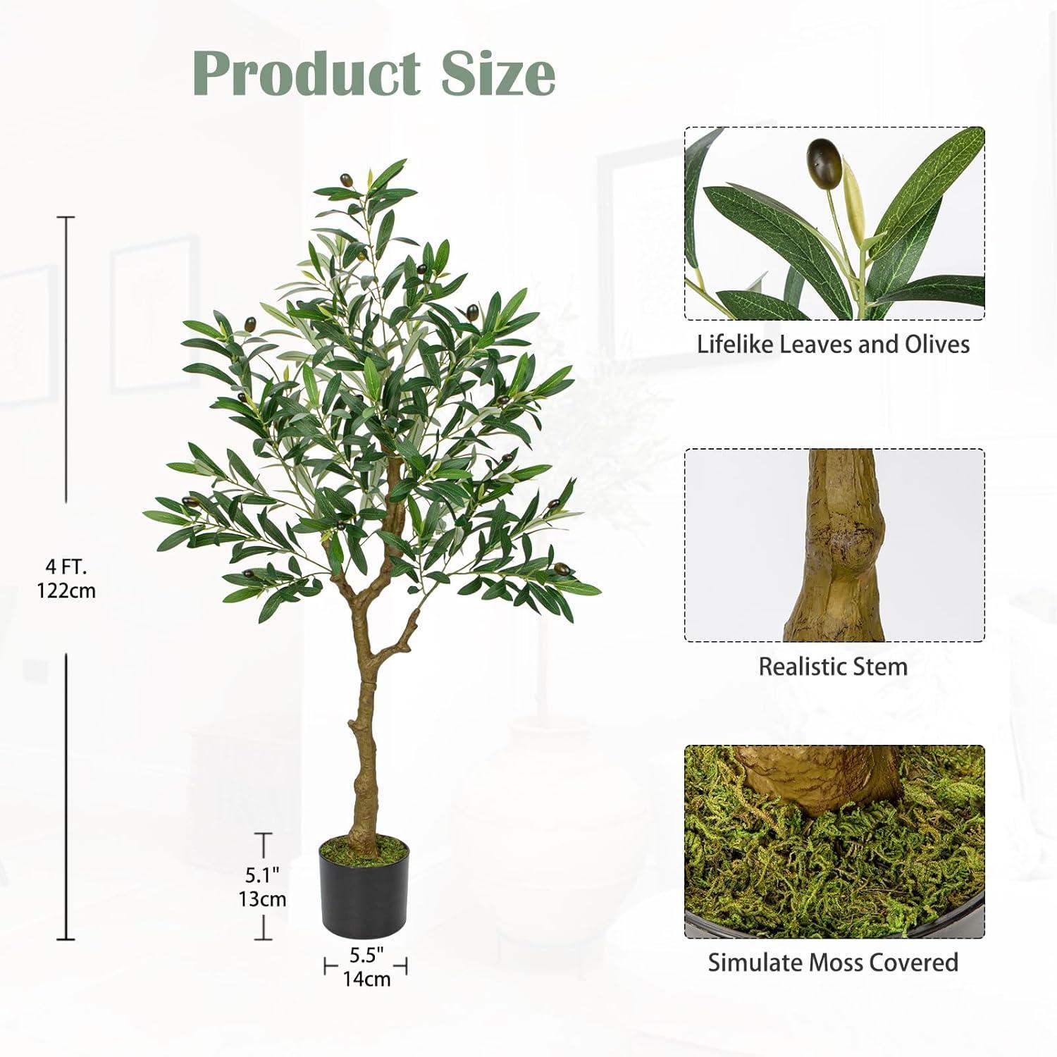 sansevieria masoniana mason's congo Buy Sansevieria Masoniana Masons Congo Online in Australia