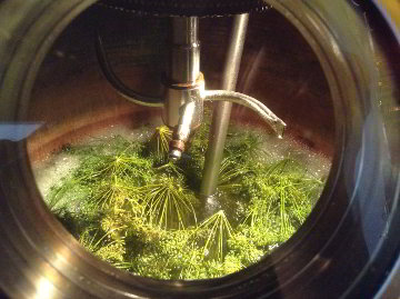 dill-aquavit
