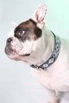 Skull Rosen Argyle Tattoo Hundehalsband