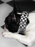 Ska Checker Hundehalsband