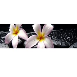 KLEBEFOLIE Plumeria