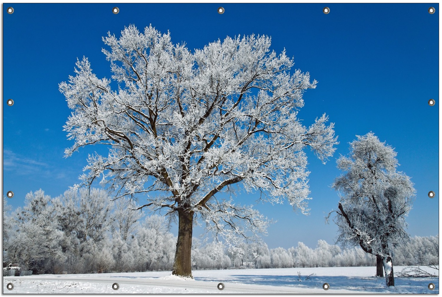 Gartenposter Schneebedeckter Baum mit blauen Himmel