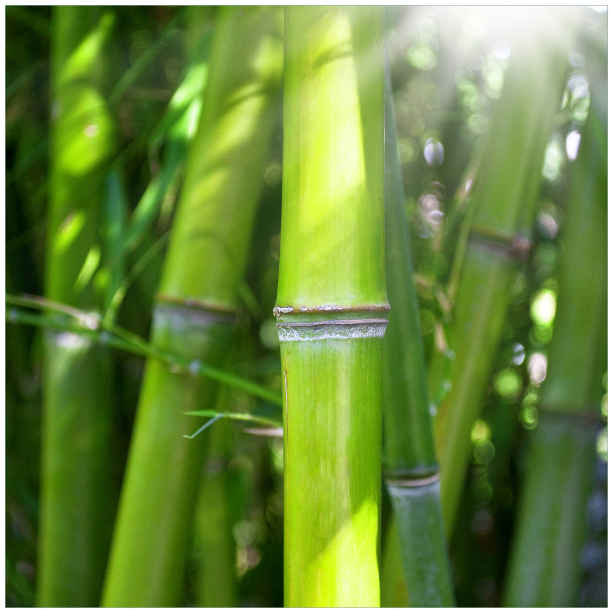 Glasbild Bambus im Sonnenschein | Wallario.de