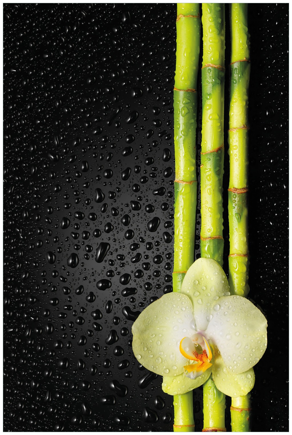 Glasbild Grne Orchidee mit Bambus auf schwarz - Regentropfen | Wallario.de