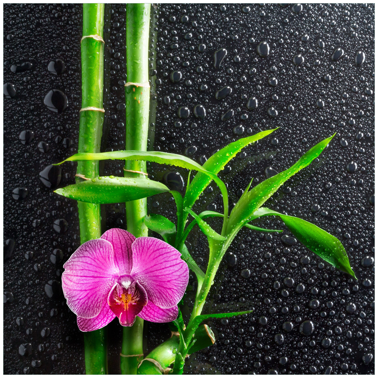 Glasbild Bambus und pinke Orchidee auf schwarzem Glas mit Regentropfen |  Wallario.de