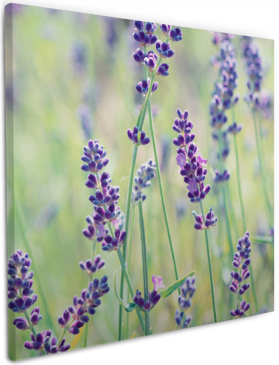 Herdabdeckplatte Aus Glas 52x60cm - Spritzschutz Mit Lila Blumen Motiv