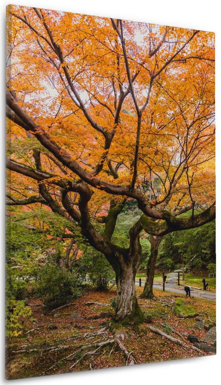 Wallario Outdoor-Poster „Gelber Ahorn In Japan“ – 60x90 Cm, Witterungsbeständig