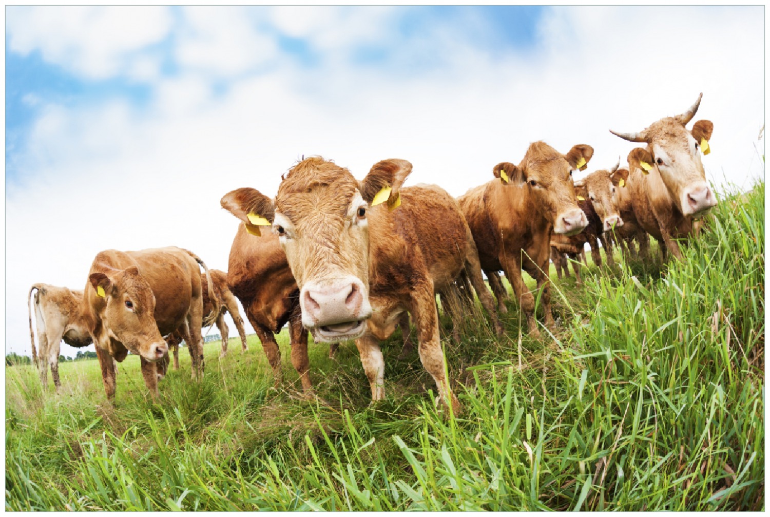     Poster Kühe im Sommer auf der Weide