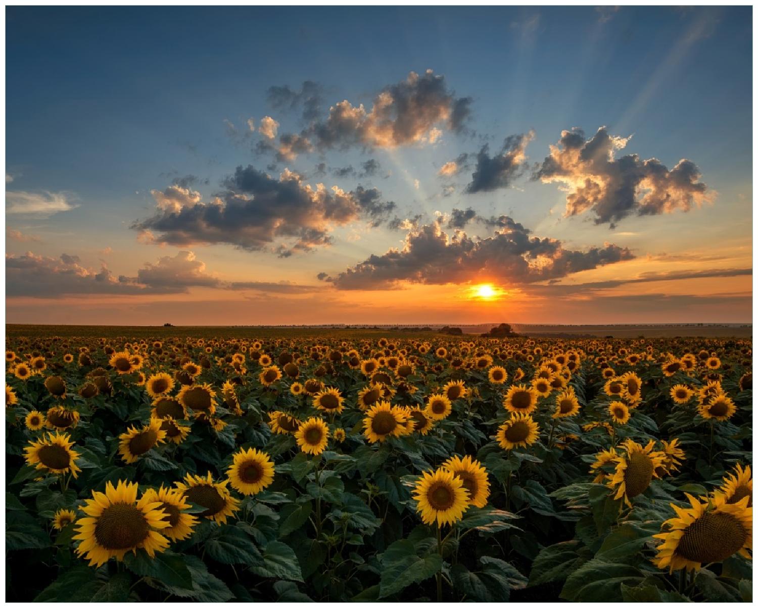     Poster Sonnenblumenwiese vor Wolken mit Sonnenuntergang