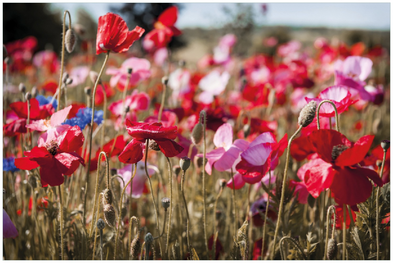Poster Mohnblumen Am Rande Eines Feldes Wallario de