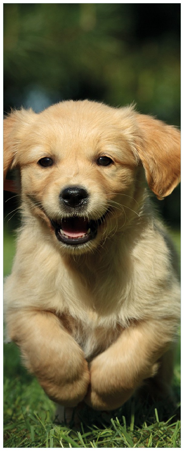 Memoboard Süßer Hund - Golden Retriever | Wallario.de